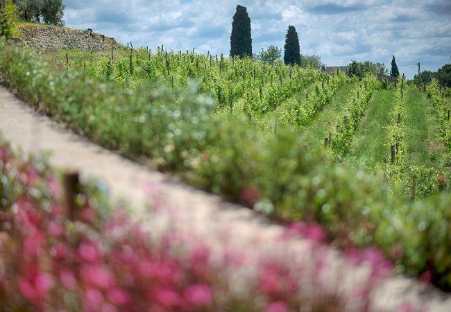 Ferienwohnung in Panzano - Luxury Chianti in Olive in Panzano Chianti