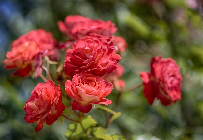 Appartement à Panzano - Luxury Chianti in La Farfalla in Panzano Chianti Appartement à Panzano - Luxury Chianti in La Farfalla in Panzano Chianti