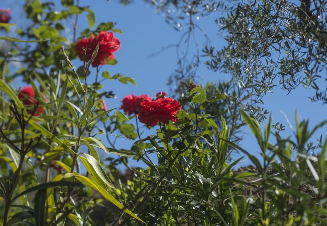 Appartamento a Panzano - Luxury Chianti For Four in Panzano Chianti Appartamento a Panzano - Luxury Chianti For Four in Panzano Chianti